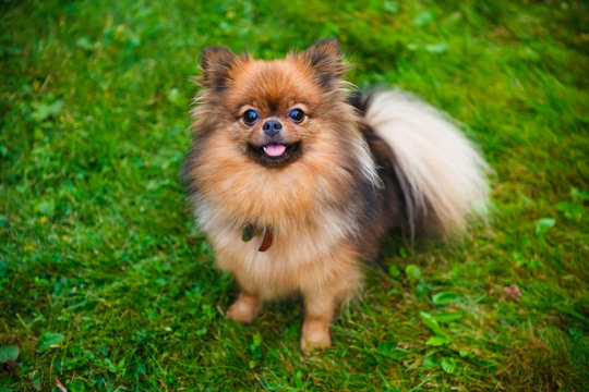 Pomeranian dog (Zwergspitz)