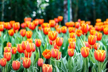 Abwaschbare Fototapete Tulpe colorful tulip on nature background