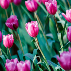 colorful tulip on nature background