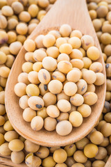 Soybean isolated on white background