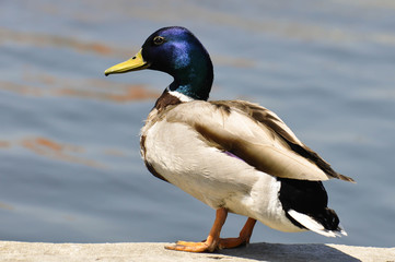 Erpel