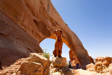dog as a tourist