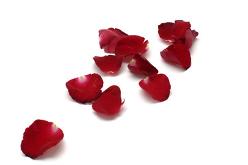 red petals isolated on white