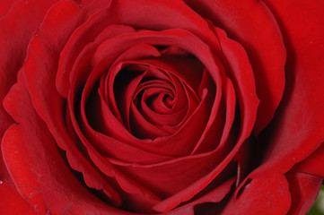 Macro image of dark red rose