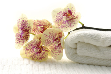 Still life setting with Orchid and spa items in background