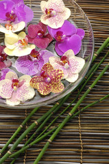Fototapeta na wymiar spa concept with orchid in a bowl and thin bamboo