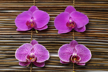 Spa composition of beautiful pink orchid