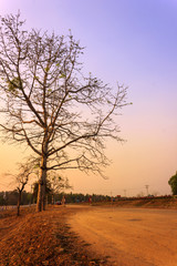 Fototapeta na wymiar Thailand Tree Sunset