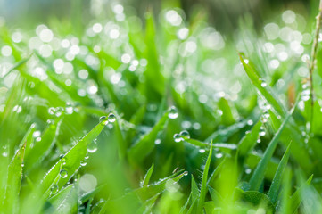 fresh green grass with dew drops natural background