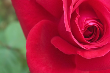 Fototapeta na wymiar Rose Flower