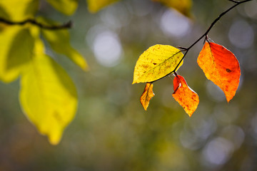 autumn leaf
