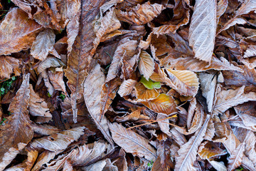 leaf on the floor