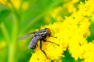 insect fly