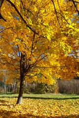 Fototapeta premium autumn leaf