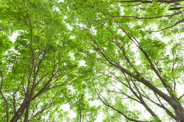 新緑のケヤキの木
