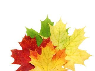 maple leaf