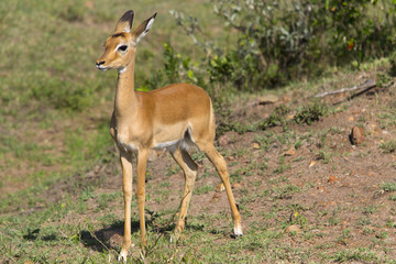 Naklejka na ściany i meble Young female impala antelope