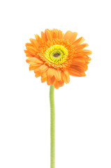 vintage gerbera flowers isolated on white background