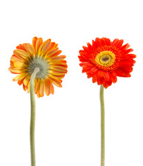 vintage gerbera flowers isolated on white background