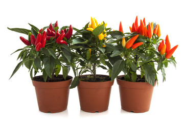 Colorful peppers