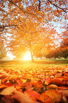 Fototapeta Autumn tree park
