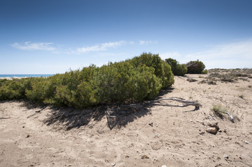 Aleppo Pine, Pinus halepensis, growing in dunes