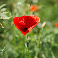 Beautiful red poppies in a field.