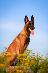 Malinois Belgian Shepherd dog