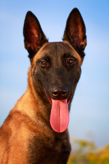 Malinois Belgian Shepherd dog