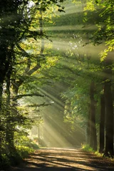 Crédence en verre imprimé Forêt Les rayons du soleil brillent à travers les arbres dans une forêt.