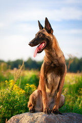 Malinois Belgian Shepherd dog