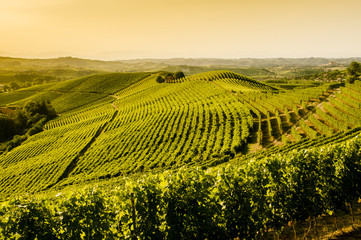 Vigneti al tramonto nelle Langhe