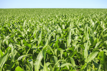 Fototapeta na wymiar Very green corn field.