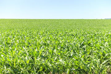 Fototapeta na wymiar Very green corn field.