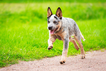 Australian Cattle Dog