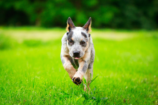 Australian Cattle Dog