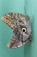 Fototapeta premium Caligo spp butterflies mimicry. The butterfly Arc, Montegrotto