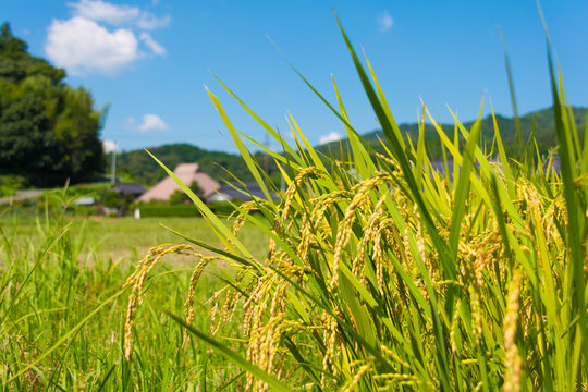 「実りの秋」の写真素材 | 60,608件の無料イラスト画像 | Adobe Stock