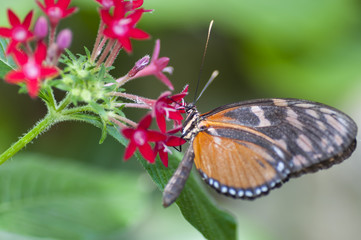 Fototapeta premium Heliconius melpomene butterfly, The Bufferfly Arc, Montegrotto