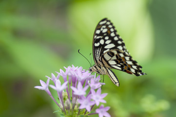 Fototapeta na wymiar Papilio spp butterfly, The Bufferfly Arc, Montegrotto, Italy