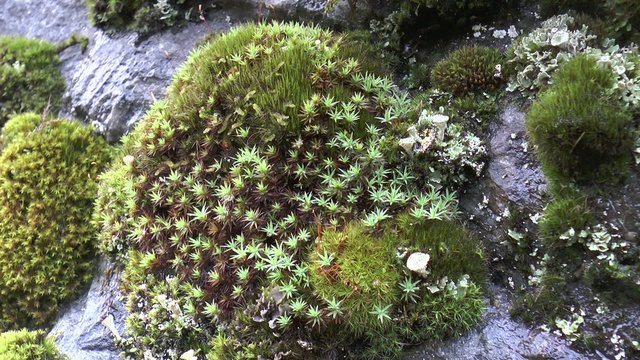mousse dans la for&ecirc;t