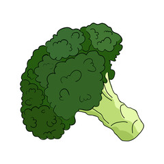 Broccoli in vector on white