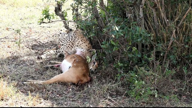 Cheetah eating a dead gazelle.