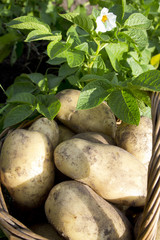 young potatoes on wood basket