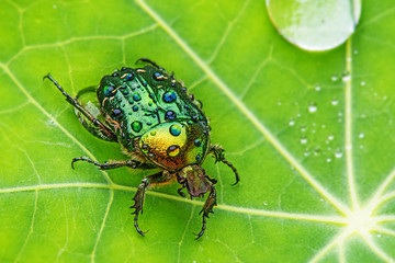 Rose chafer (cetonia aurata) on a dewy leaf