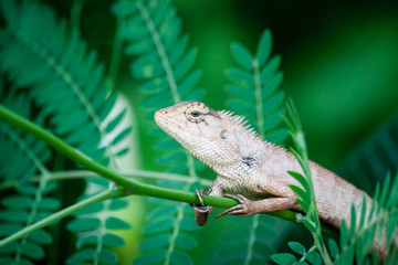 Lizard