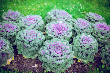 Cabbage plant leaves