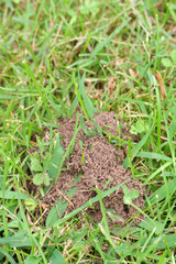 formicaio su prato_ giardino