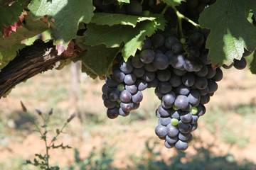 Fototapeta premium vigne de raisins noir