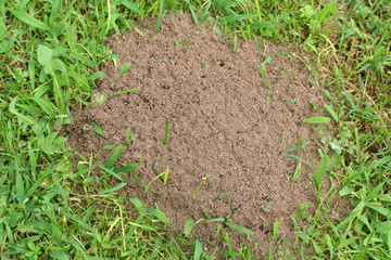 formicaio su prato_ giardino